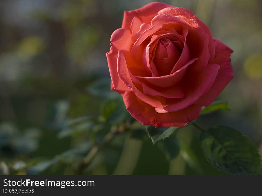 Red rose in a garden