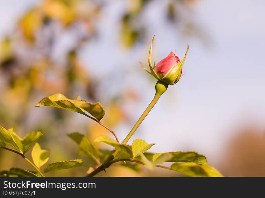 Small growing red rose in a garden