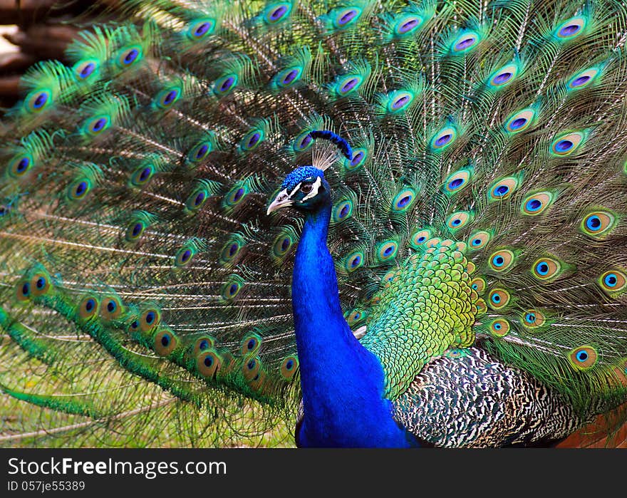 Colorful peacock opening beautiful feather tail. Colorful peacock opening beautiful feather tail