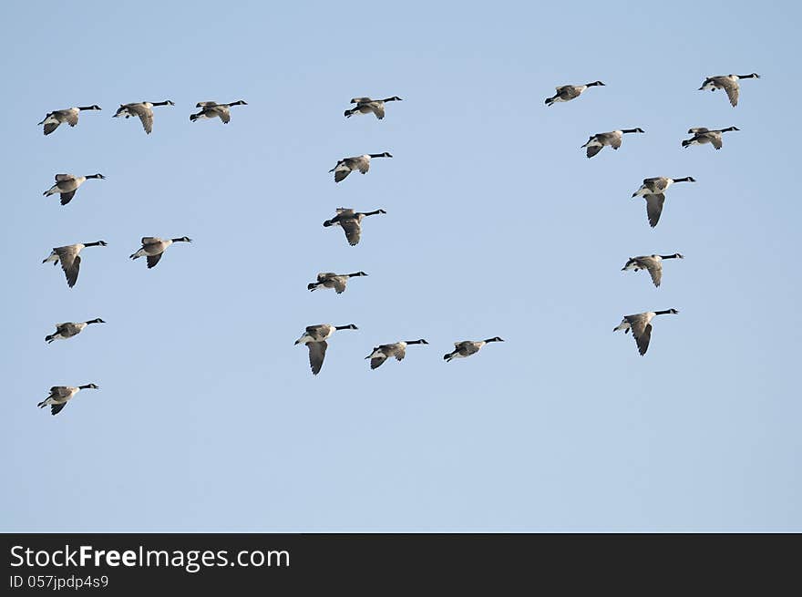 Geese Spell Fly