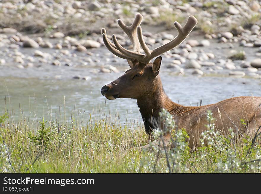 Male elk resting by the river in the early morning, located in Jasper National Park