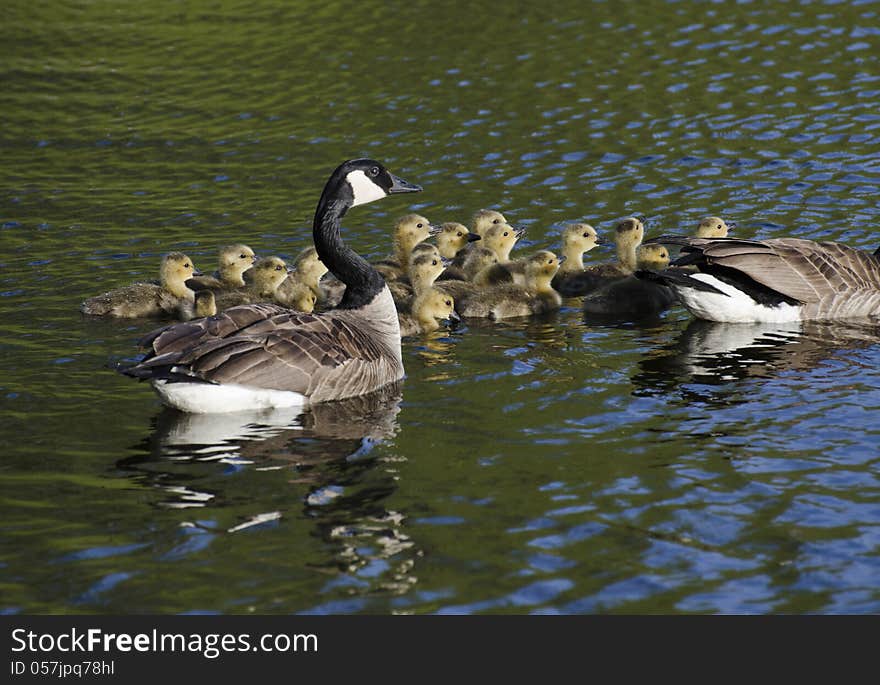 Geese and the Goslings