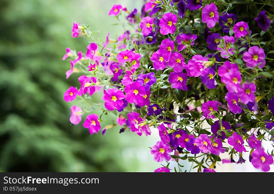 Side view of a spray of evening primroses in a hanging basket; background soft focus bokeh is green trees. Side view of a spray of evening primroses in a hanging basket; background soft focus bokeh is green trees.