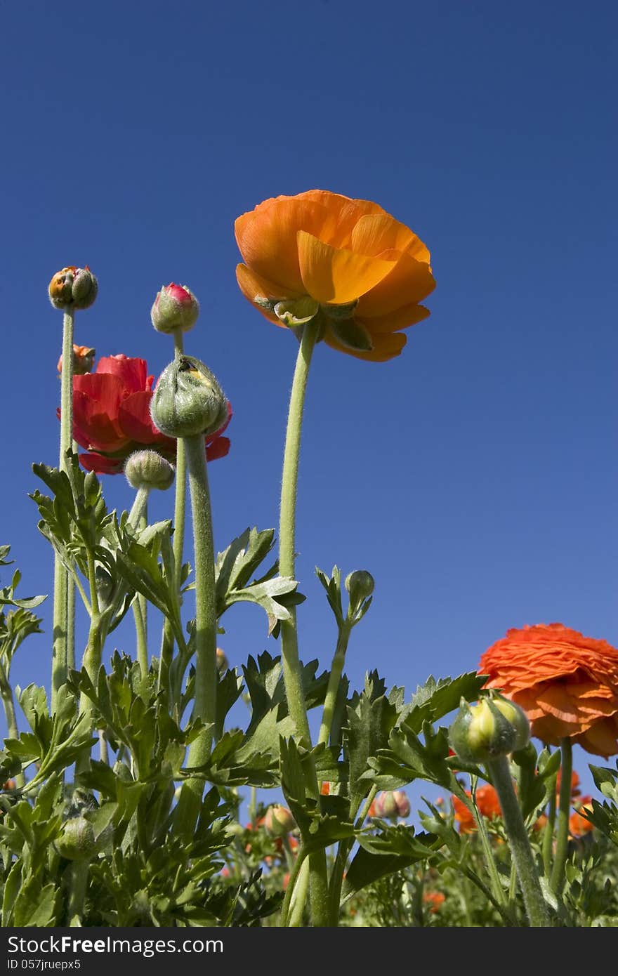 Yellow Ranunculus in the flower fields