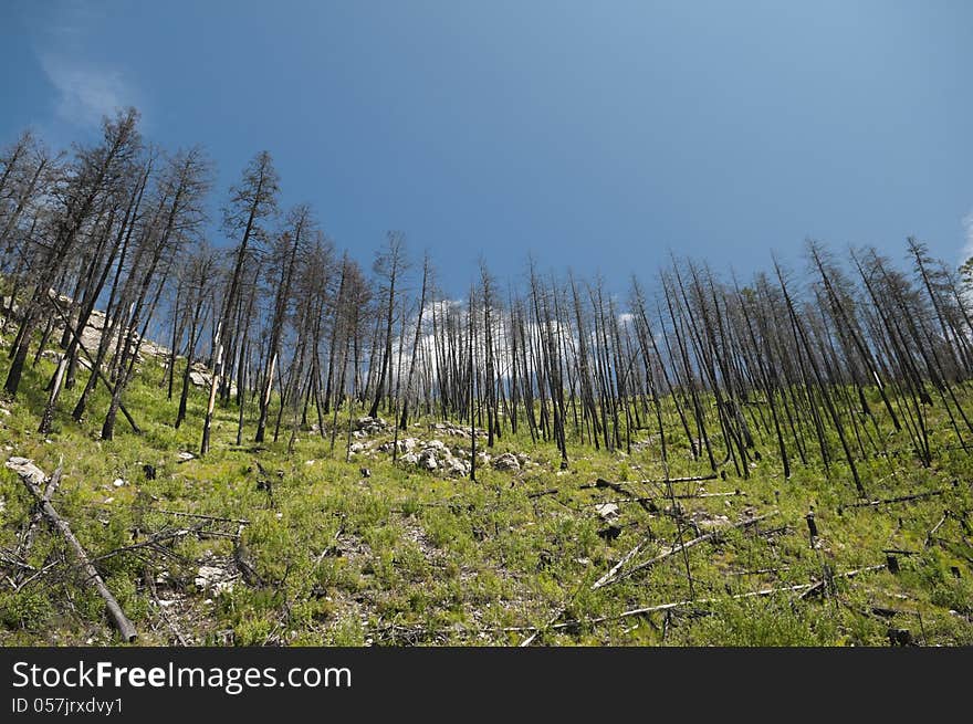 New growth in an area of BC which had a massive forest fire. New growth in an area of BC which had a massive forest fire