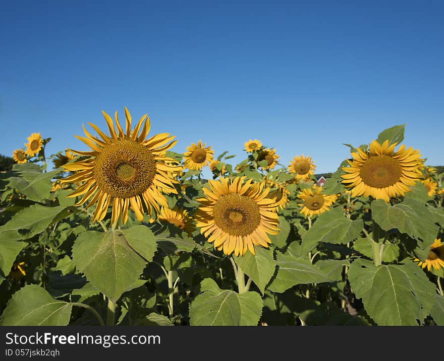 Selective Focus On Single Sunflower