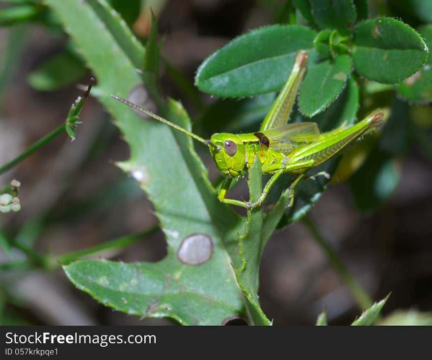 Grasshopper Macro