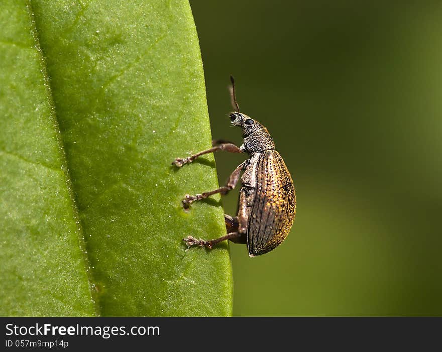 Weevil beetle