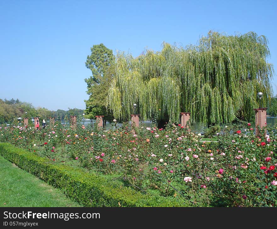 Herastrau park in Bucharest, with roses, promenade and the lake