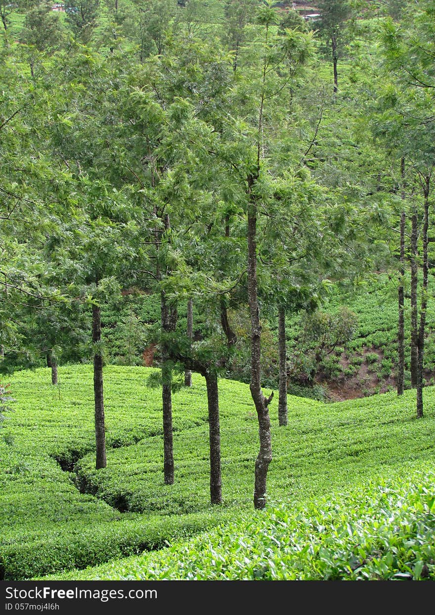 Organic  tea plantation