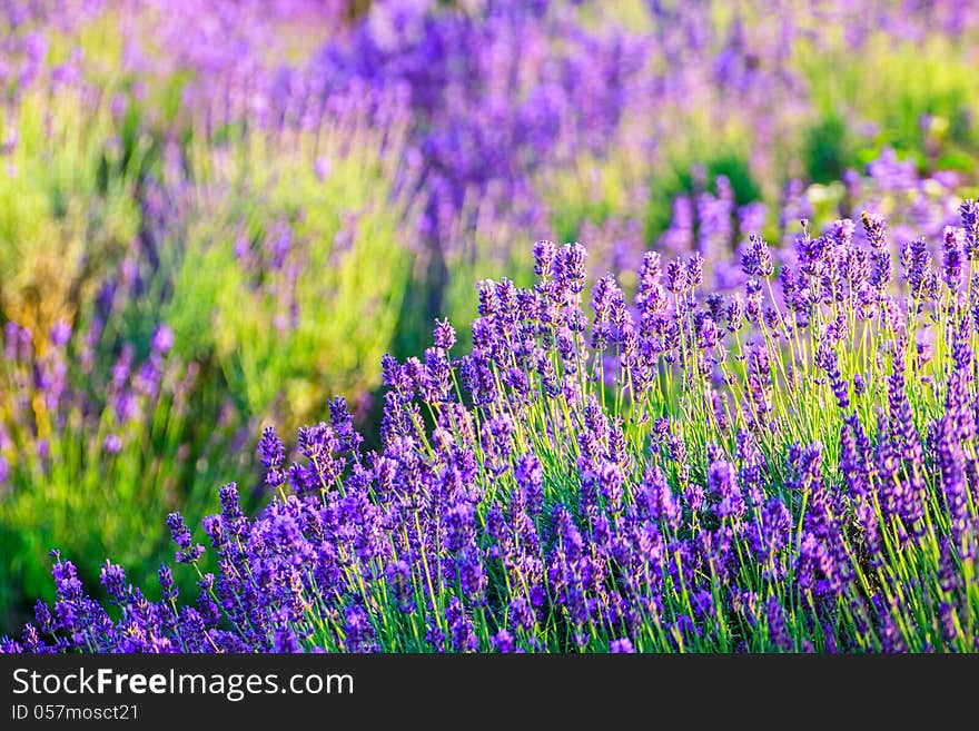 Lavender field in the summer