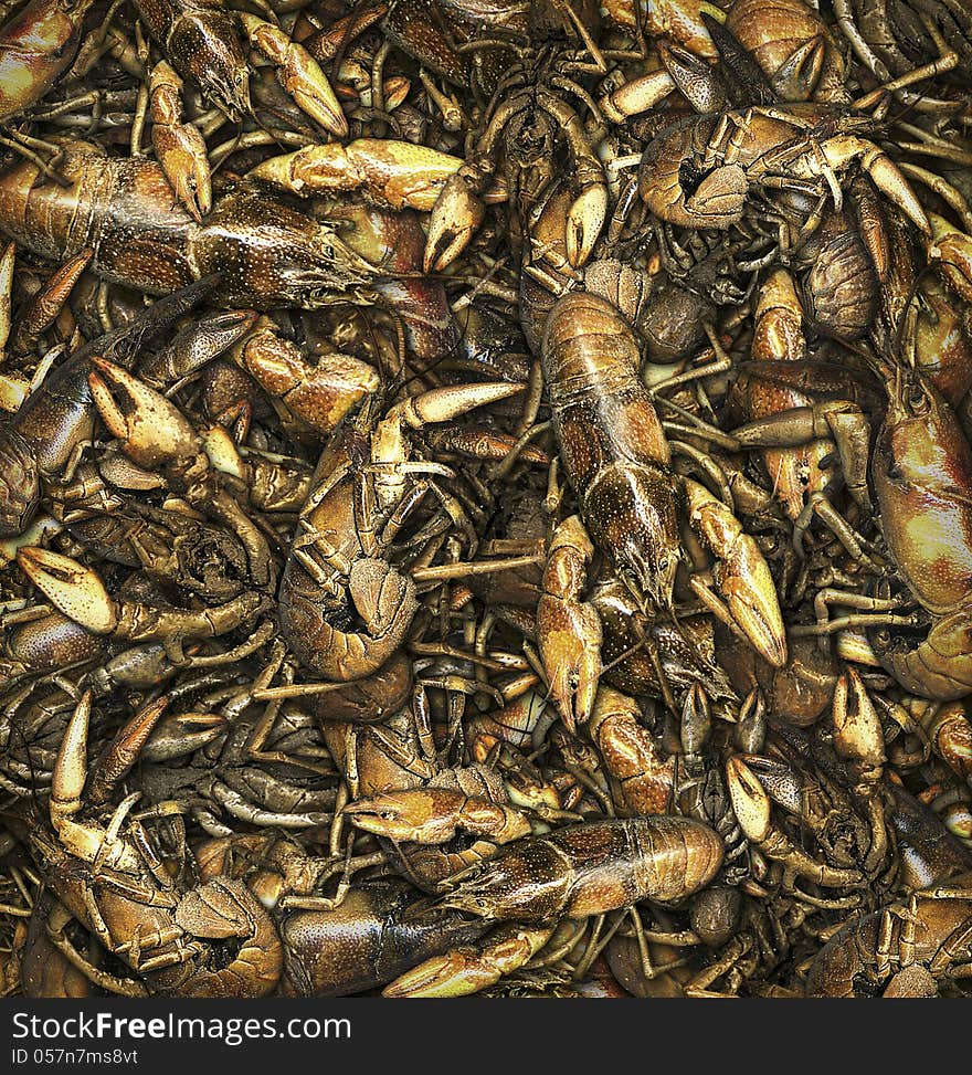 Crayfish digitally assembled to create a pattern or background.