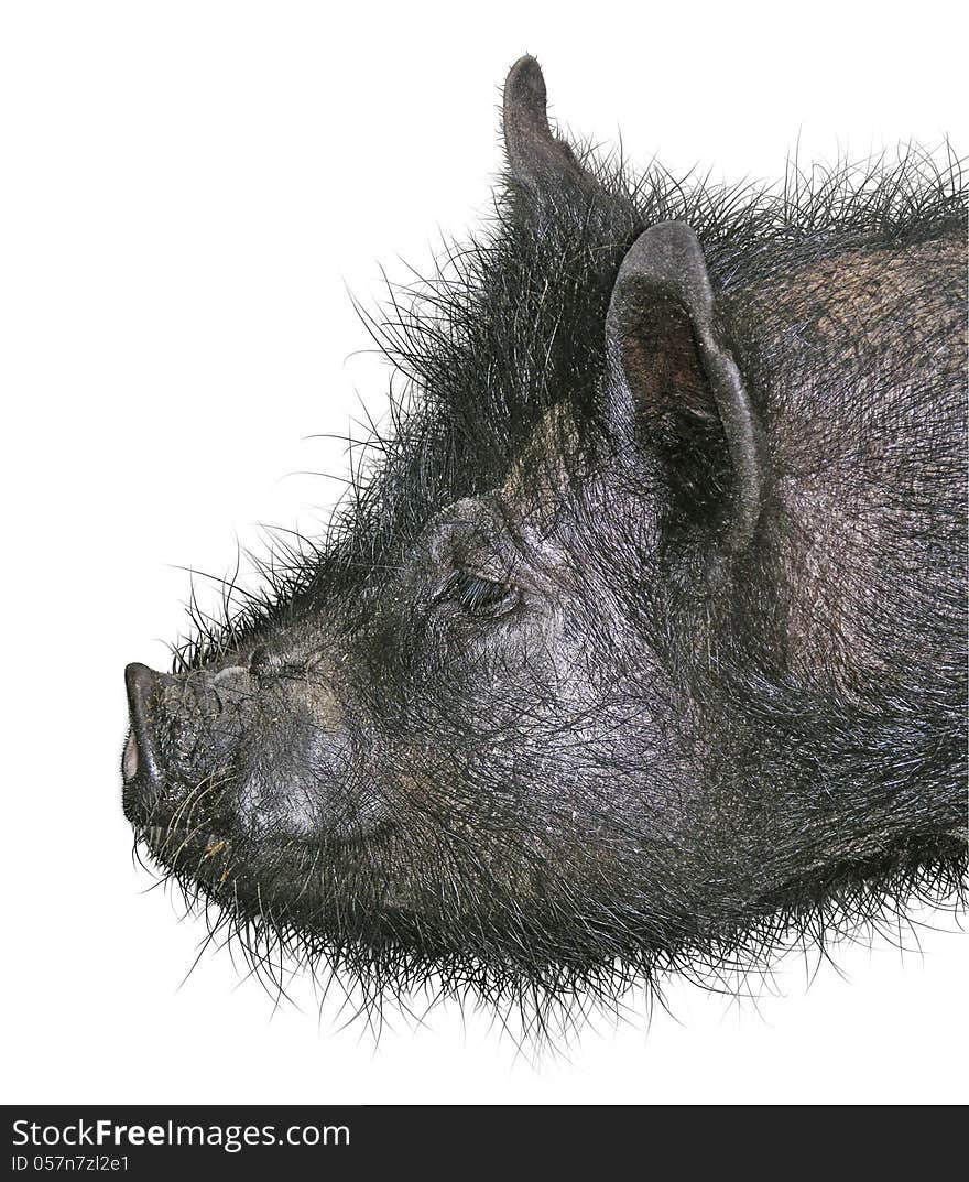 Photo-Illustration of a hairy hog.