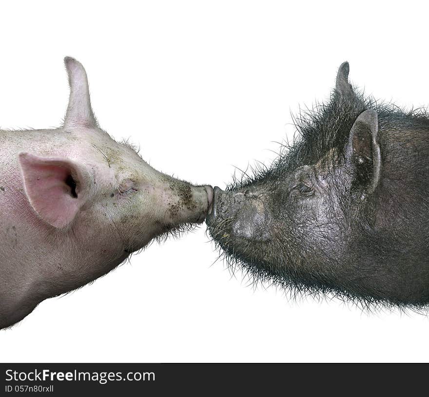 Two pigs kissing each other. Two pigs kissing each other.