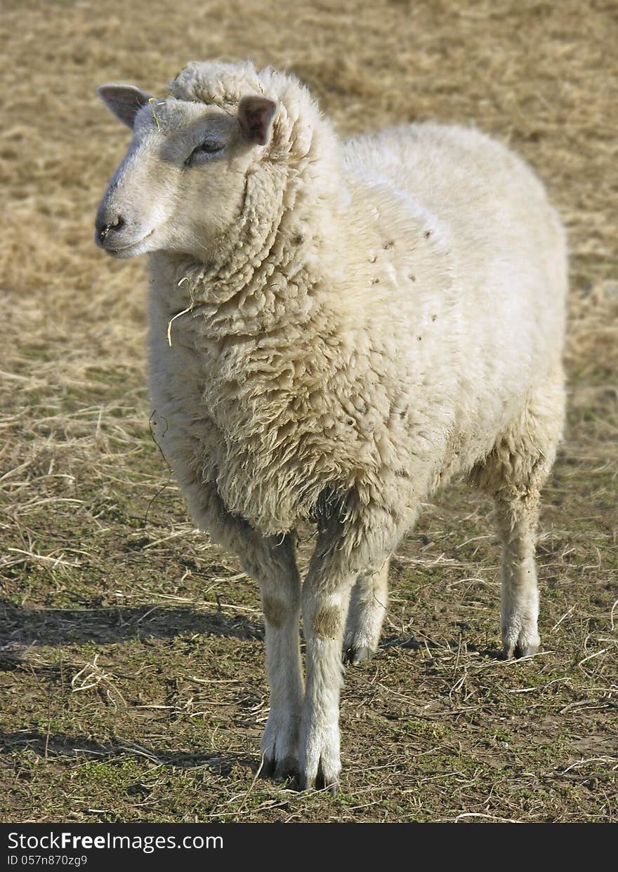 Sheep