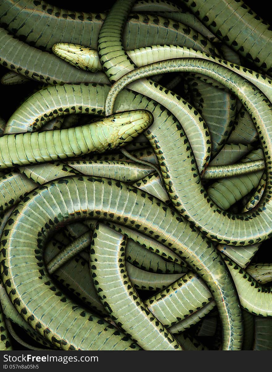 Pattern made from a garter snake. Pattern made from a garter snake.