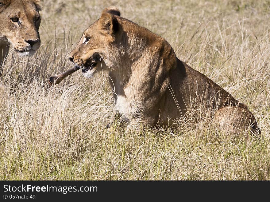 Lion Cub with Bone