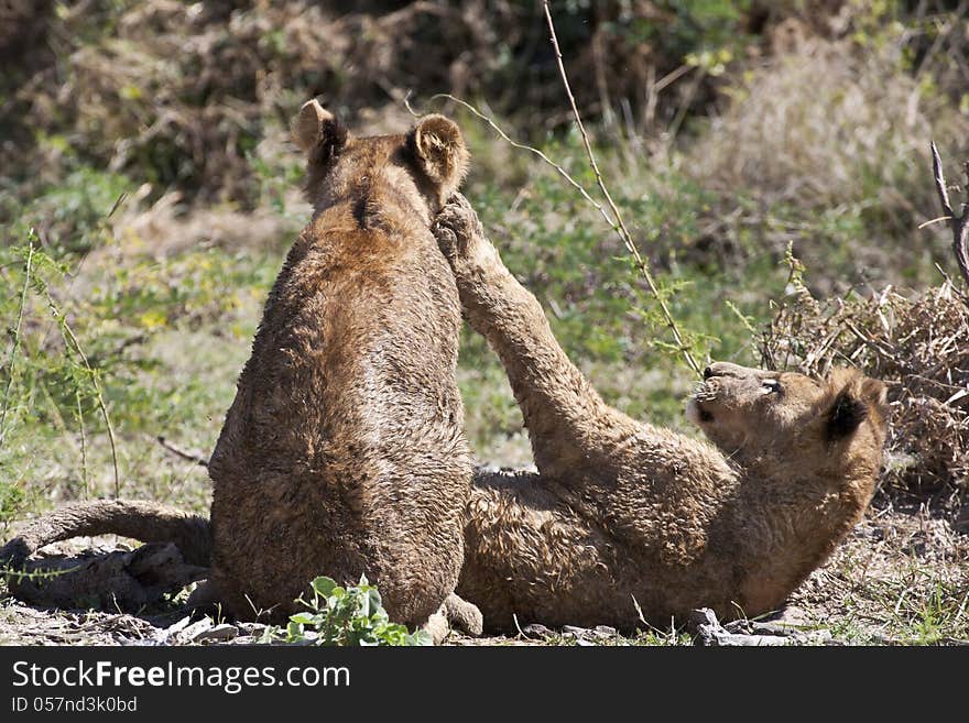 Wet Lion Cubs Playing