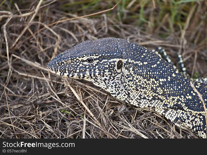 Savannah Monitor Head