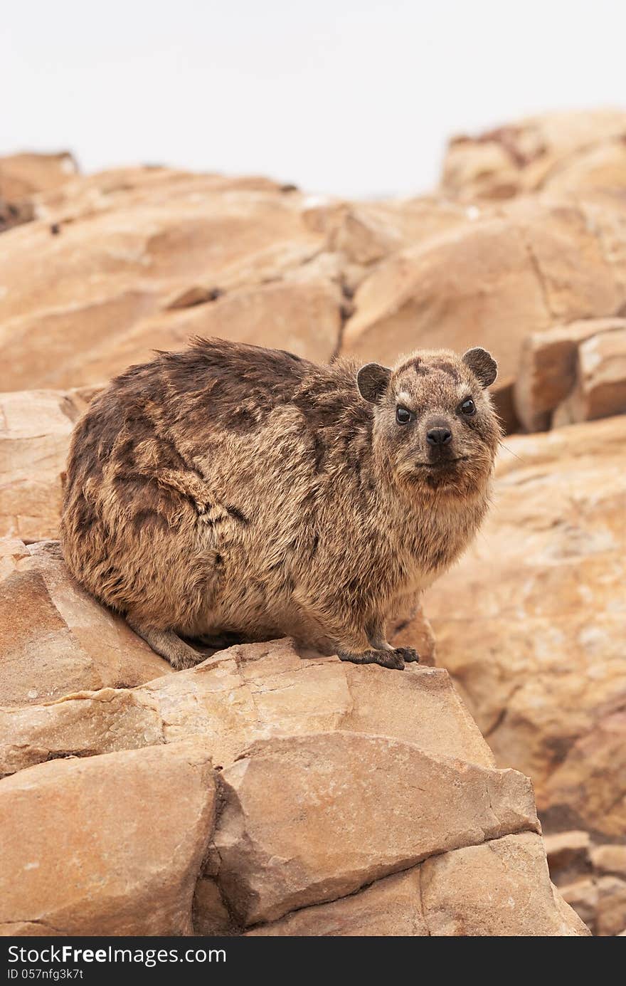 Dassie