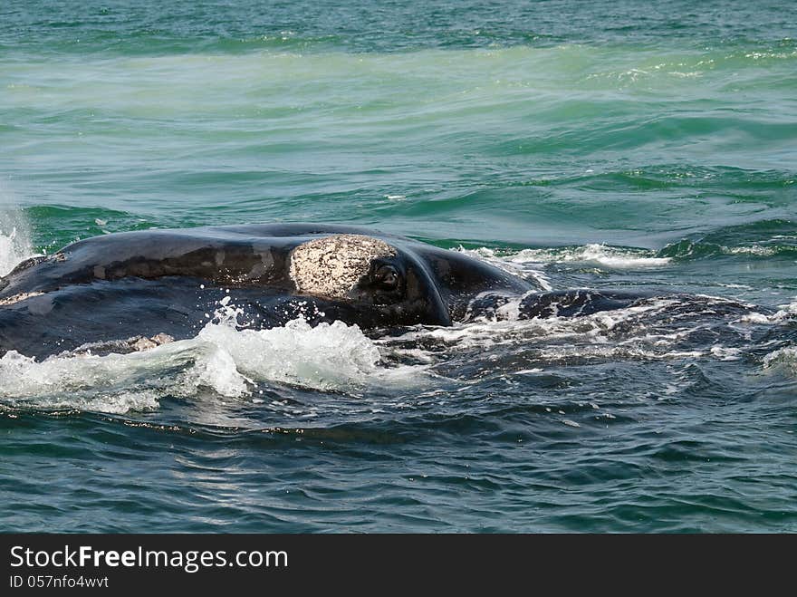 Southern right whale eye