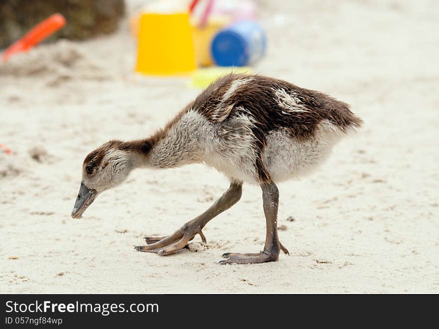 Egyptian Gosling On Beach