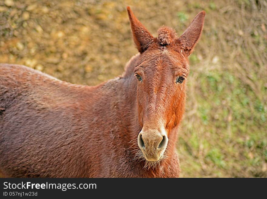 A red mule likes to get attention. A red mule likes to get attention.