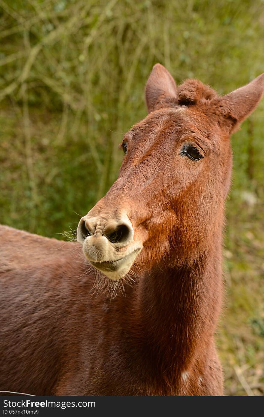 A red mule likes to get attention. A red mule likes to get attention.