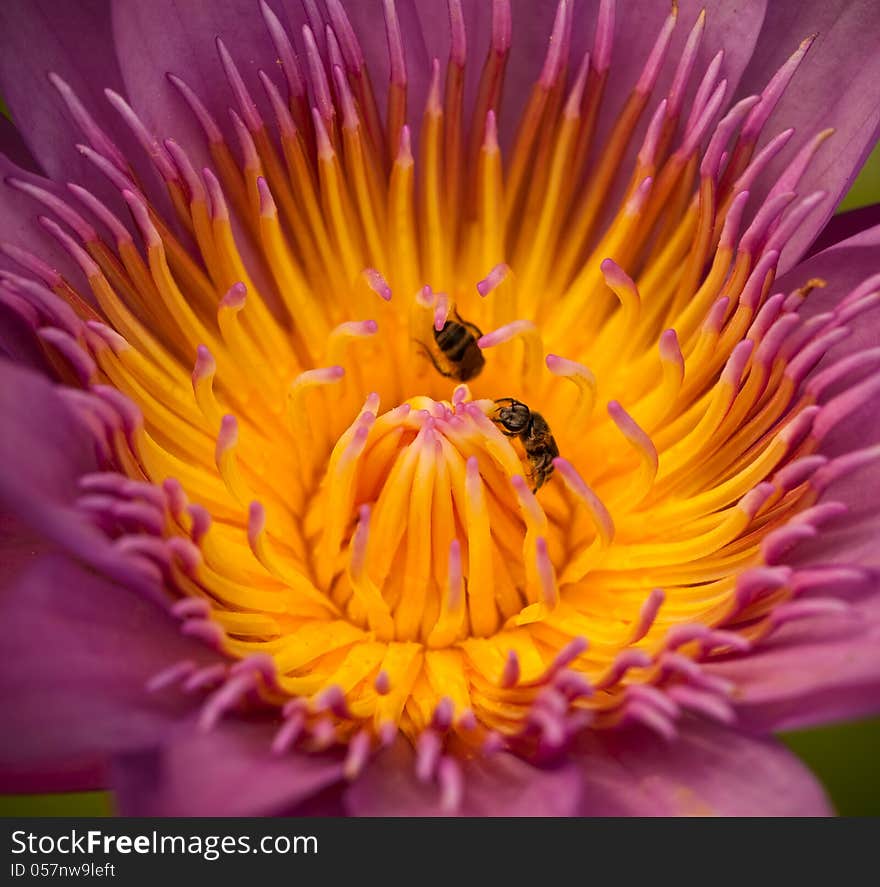 Insect and purple water lily in garden