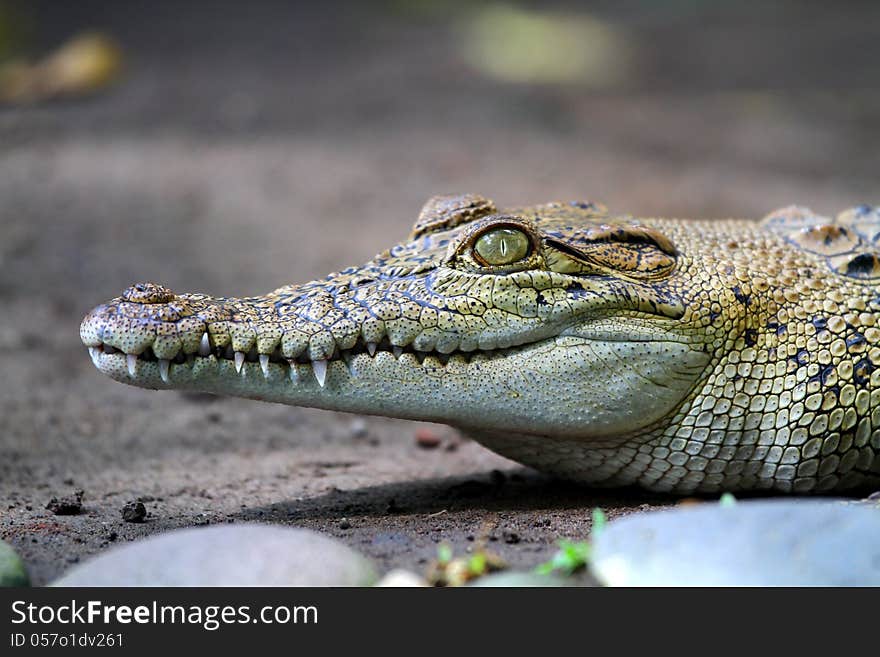 Alert Crocodile Head