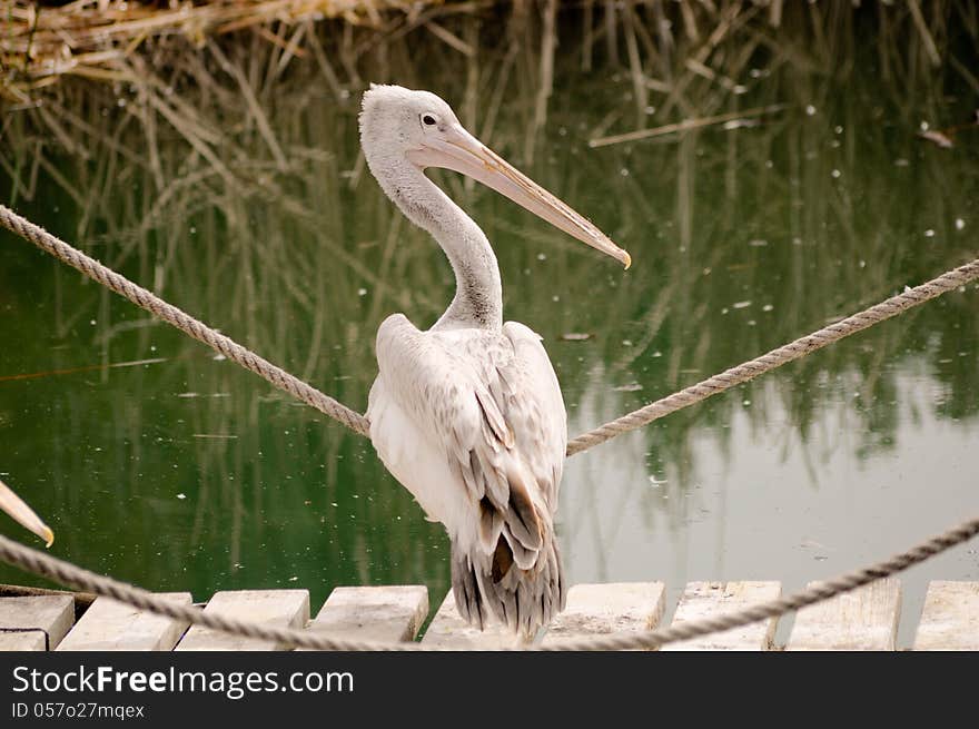 Pelican sitting on the rope