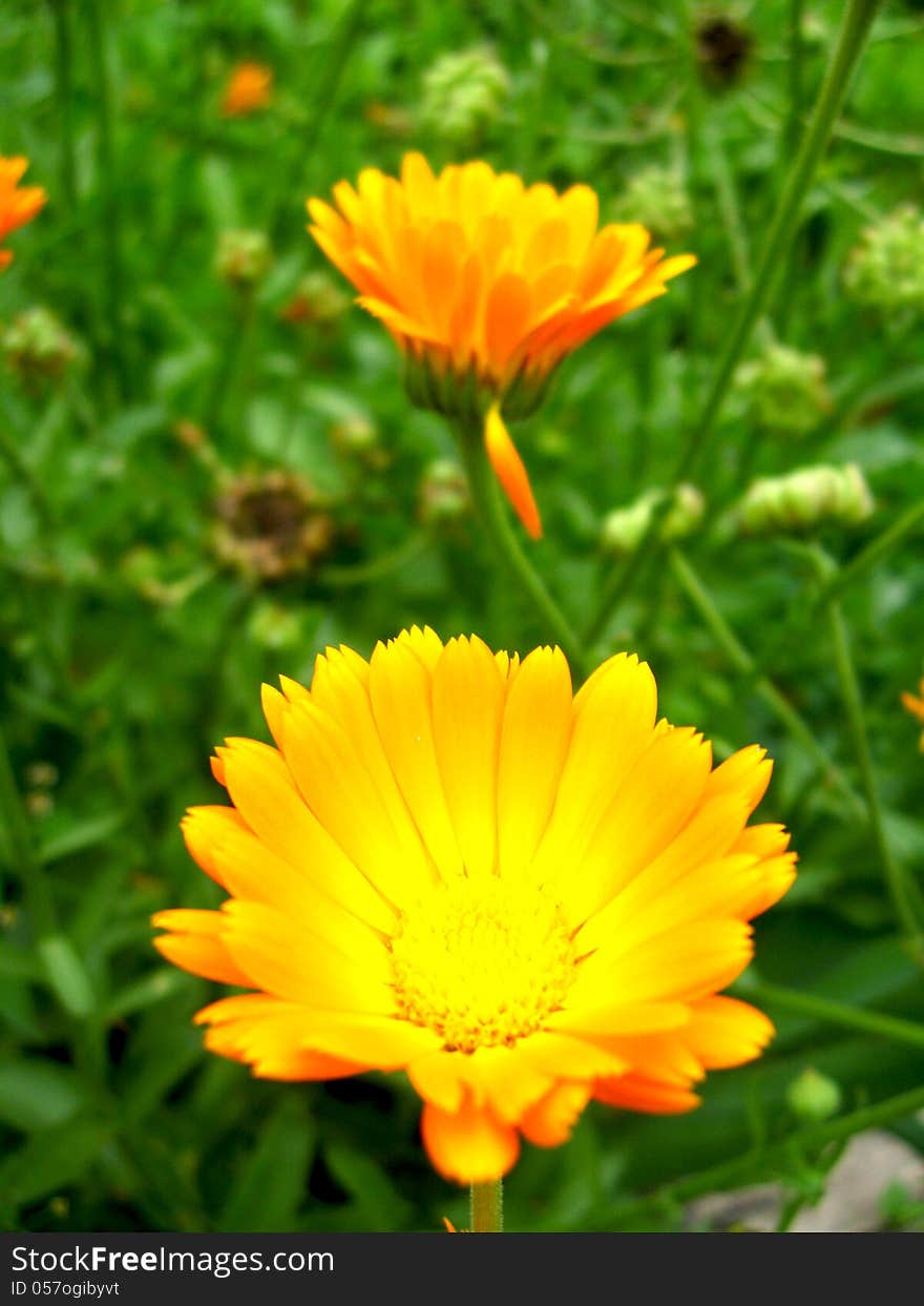 Beautiful flower of yellow calendula