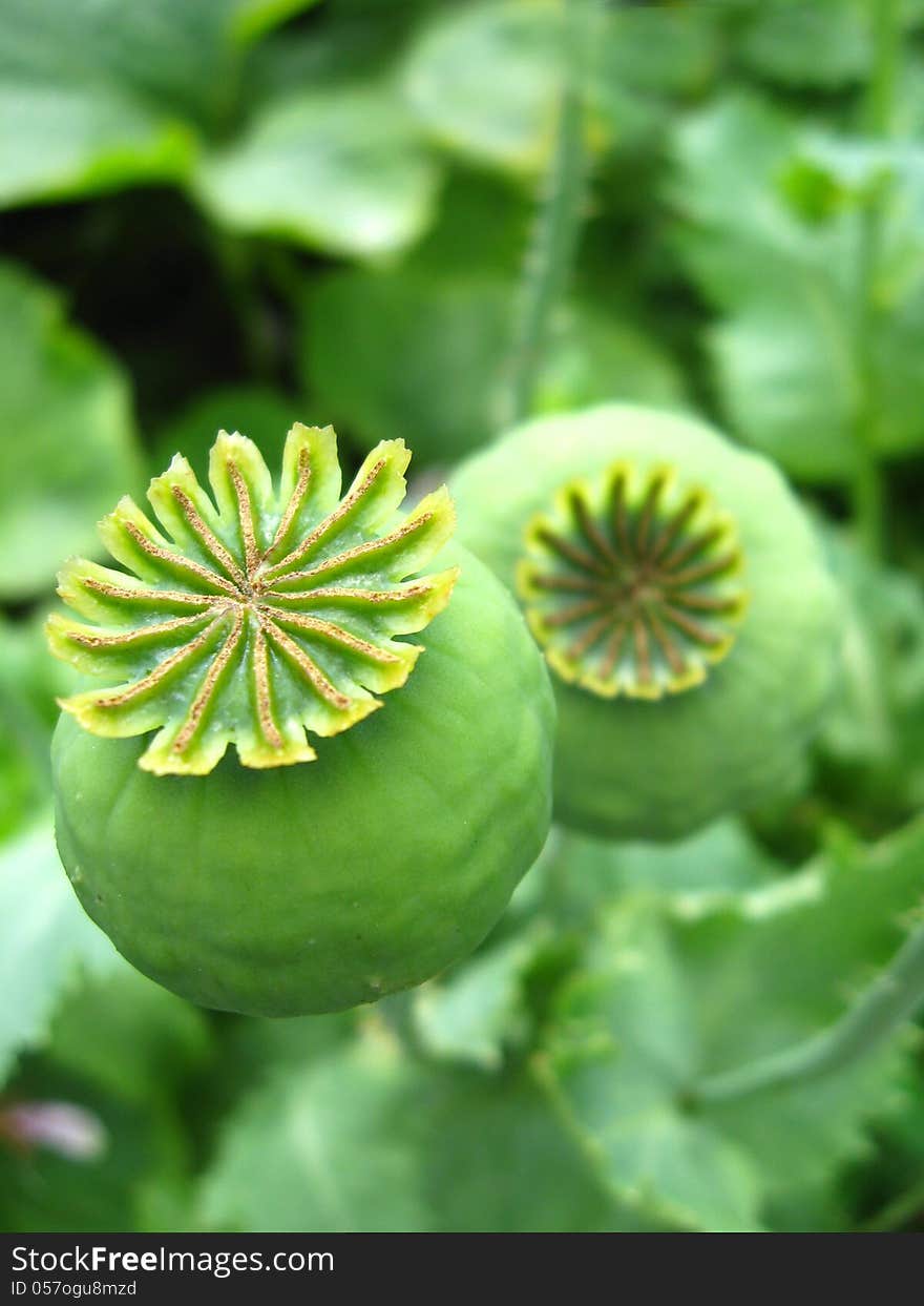 Green Heads Of A Poppy