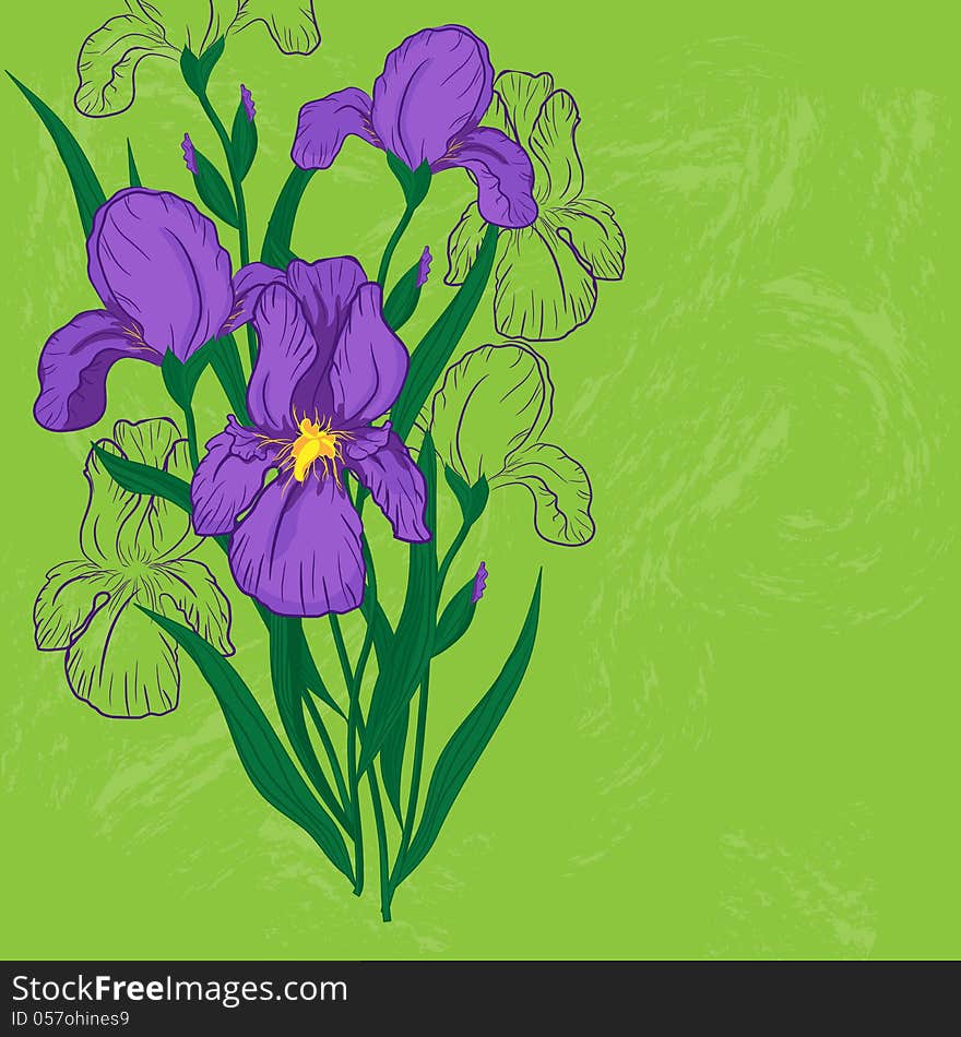 Purple iris flower