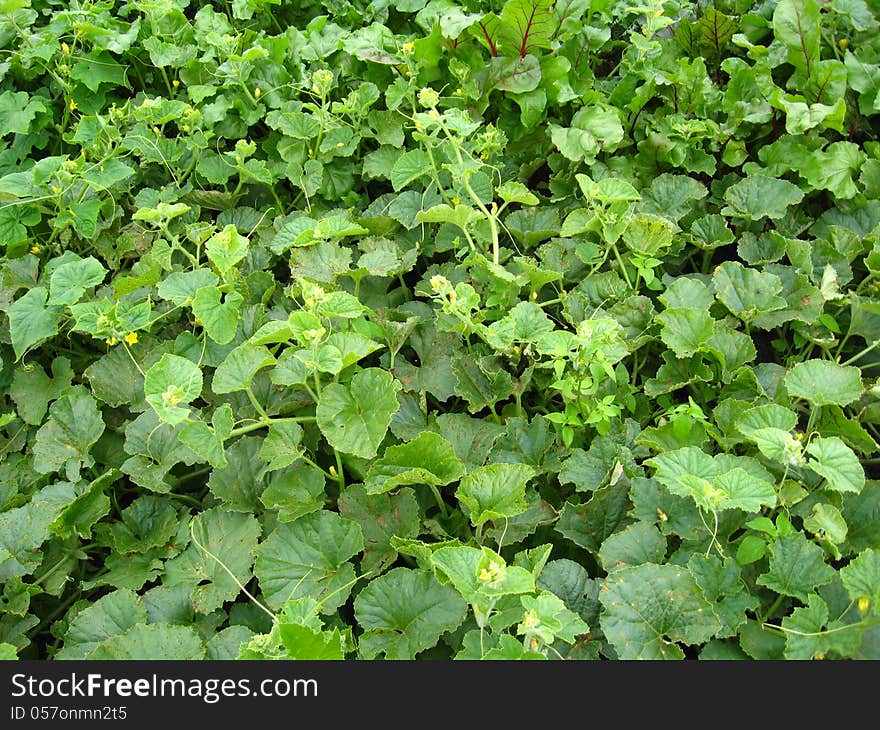 Green bed of the fresh sugar beet and pumpkin. Green bed of the fresh sugar beet and pumpkin