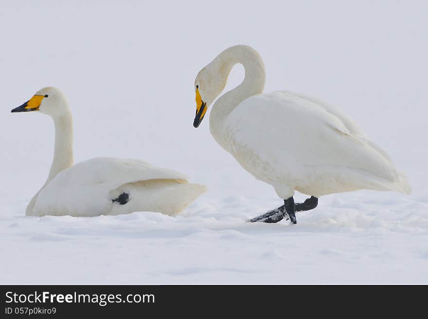 Whooper Swan standing on a snowfield.