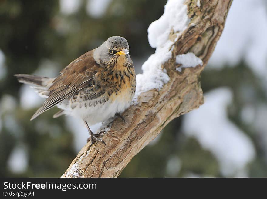 Fieldfare