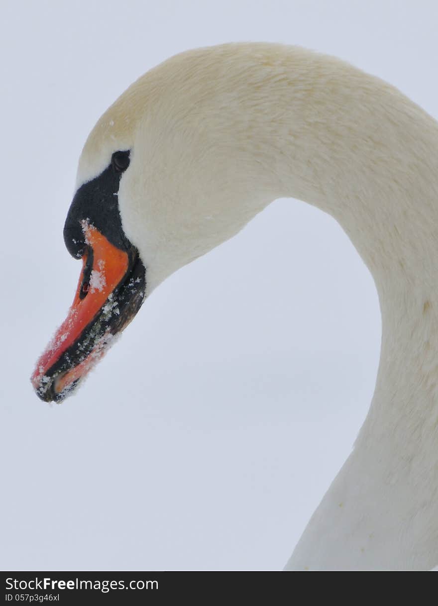 Mute swan (cynus olor) in a winter scene