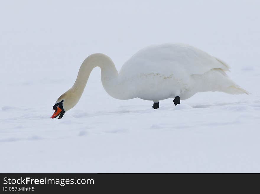 Mute swan (cynus olor) in a winter scene