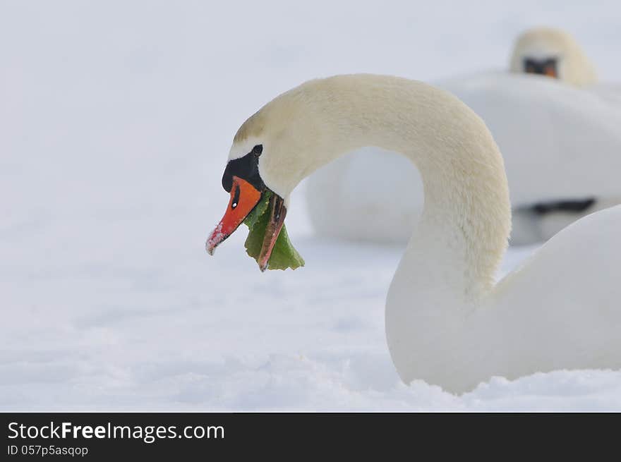 Mute swan (cynus olor) in a winter scene