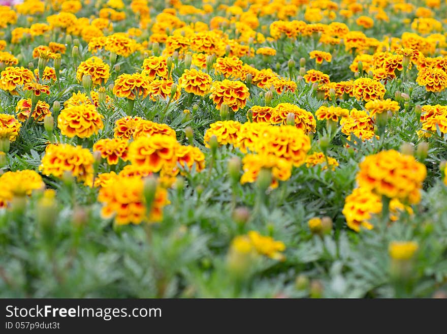 French Marigolds blooming on tree