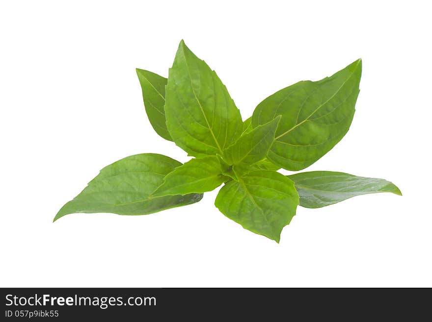 Thai Basil