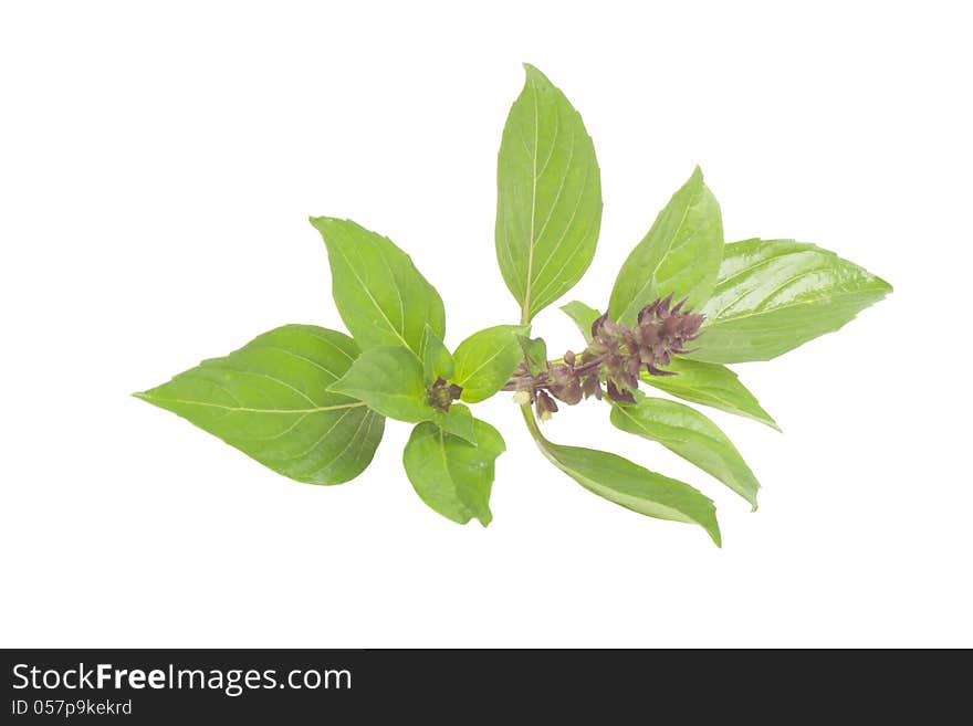 Thai Basil