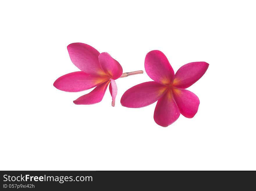 Pink frangipani isolated on white background.