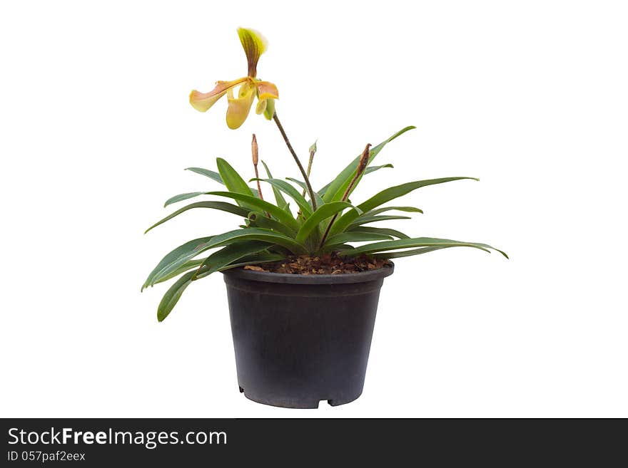 Paphiopedilum villosum Isolated on white background.