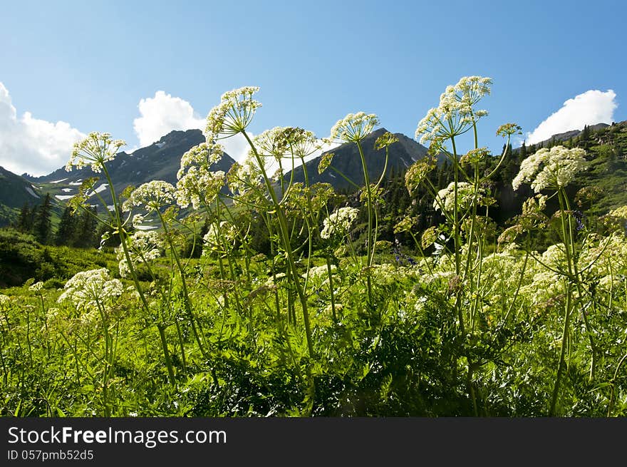 Wildflowers grow under a snow-capped mountain.