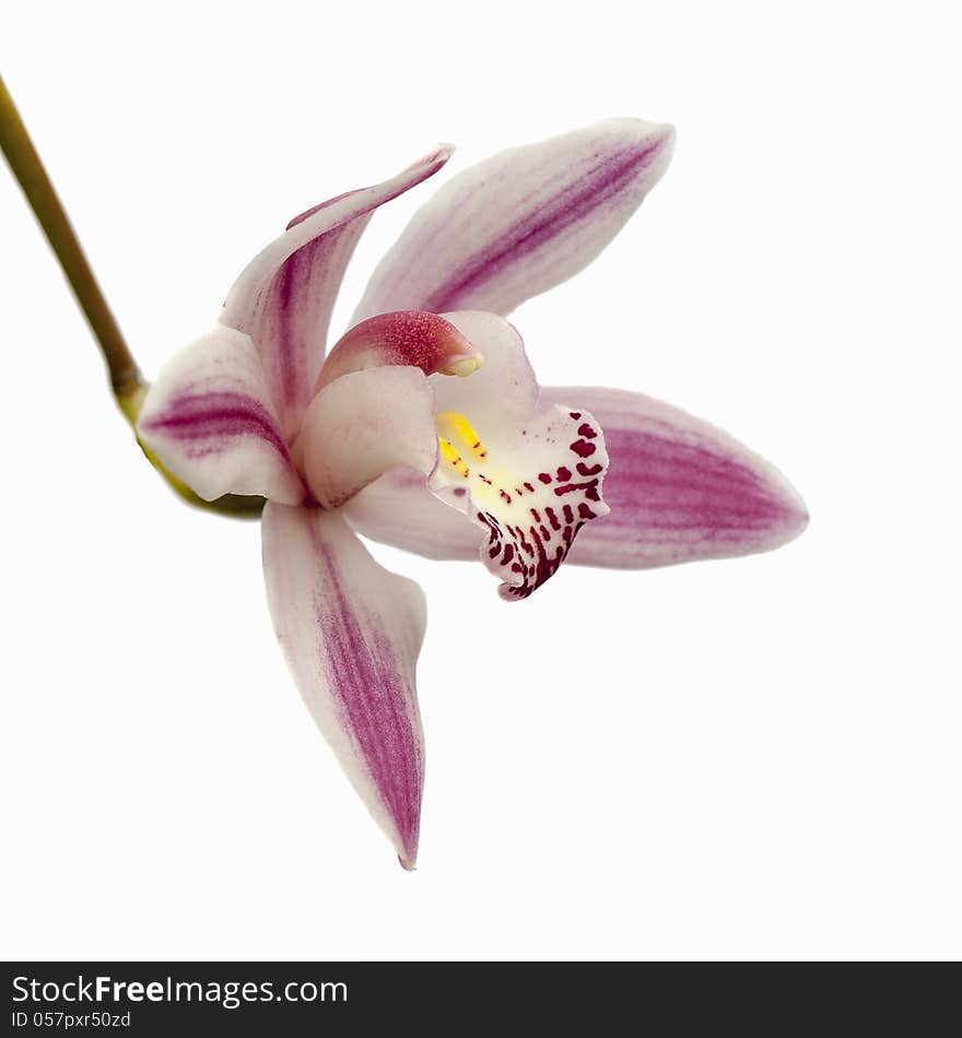 A beautyful isolated orchid on a plain background