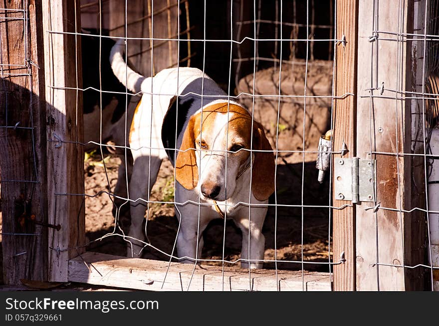 A hunting dog in a pen.