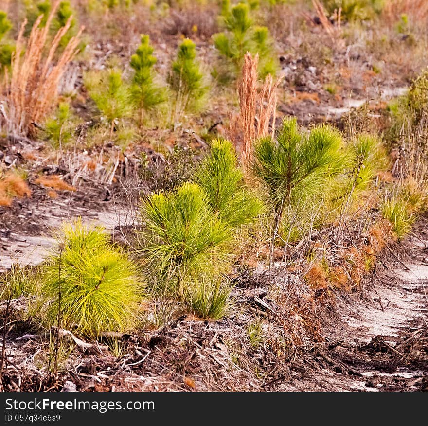 Pine saplings growing in the Florida sunshine.