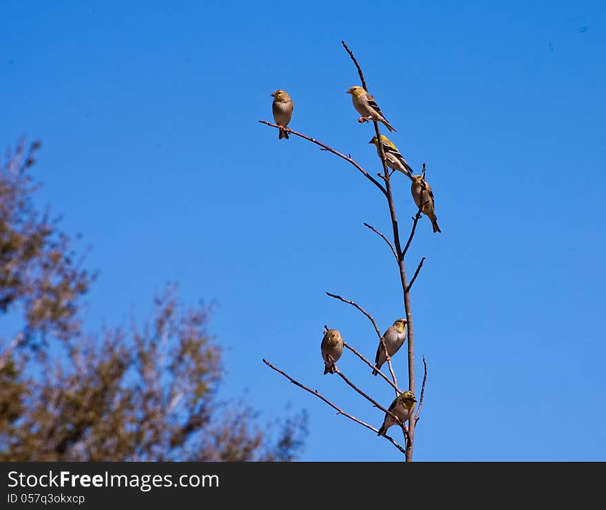 Finches stopping at a bird feeder in Florida.